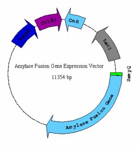 Amylase fusion enzyme